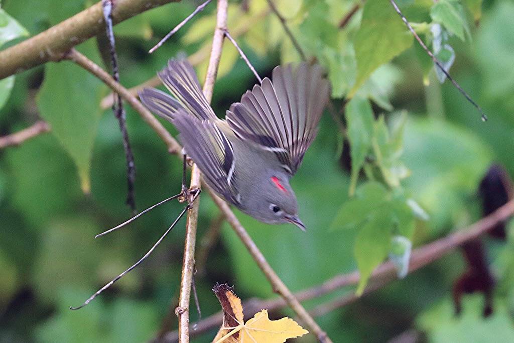 Regulus calendula Ruby-crowned Kinglet male by David A. Hofmann is licensed under CC BY-NC-SA 2.0.